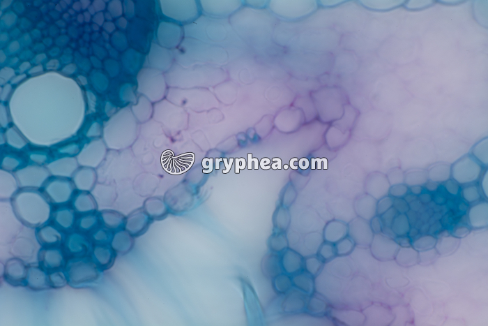 Feuille d'Oyat CT x100 - gryphea.com